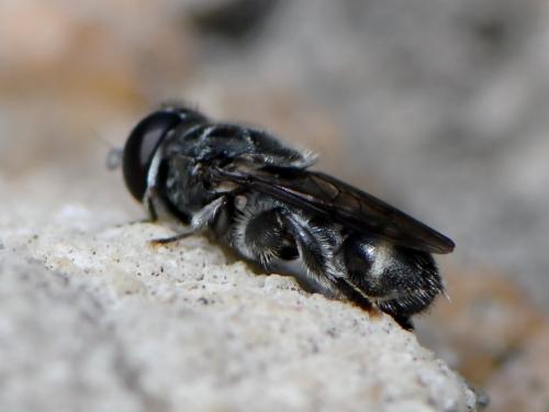 Eumerus obliquus
